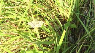 ラウァテラエセセリCarcharodus lavatherae (Marbled skipper) 2024/06/27 Rimplas France