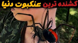 سمی ترین و کشنده ترین  عنکبوت دنیا 😱|رازهای وحشتناک عنکبوتهای سمی🕷️