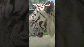 Harimau Benggala #zoo #tiger #bandungzoologicalgarden #shorts