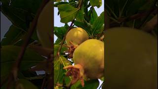 Как растет гранат #shorts #fruit