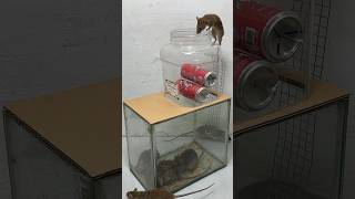 Best mouse trap idea//good rat trap at home #rattrap #rat #mousetrap #shorts