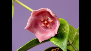 A Visit with Hoya vitiensis Yellow and Hoya desvoeuxensis