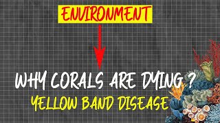 Yellow Band Disease || Why Coral are Dying in Thailand || Coral reef UPSC