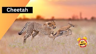 Did You Know Cheetahs Can Out-Accelerate Most Cars? 🚗💨 #Cheetahs #FastestAnimal