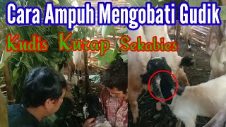 CARA MENGOBATI KAMBING GUDIKAN, KUDIS, KURAP, SEKABIES, RONTOK TOTAL 👈