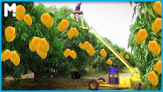 🥭 Mango Farm Agriculture Technology - How to Pick and Harvest Mangoes - Mangoes Harvesting Machine