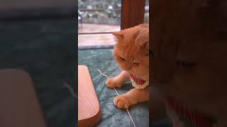 Try not to laugh from the cooking cat