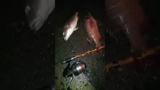 Hasil Mancing Kami Tadi Malam Alhdulillah Tepi Laut Dah Mantap ni #mancing #ikan #kakap #fishing