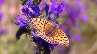 The Niobe Fritillary butterfly (Fabriciana niobe) on Viper's bugloss aka Blueweed (Echium vulgare)