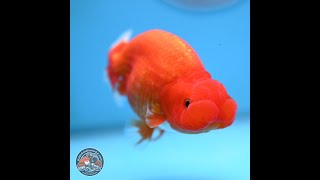 Red White Buffalo Ranchu 5 inches (241025_RC04)