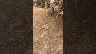 Now you see him…now you don’t 😳 #namibia #wildlife #snake