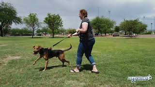 Catahoula Leopard Dog I Barking & Lunging I Nervous I Charging Dogs I Before & After I AllAmericanK9