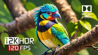 Dramatic Colorfully Dynamic Dolby Vision - 12K HDR 120FSP Video