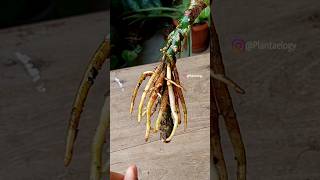 Easiest & Successful Way to Propagate Aglaonema Plant - Propagate Aglaonema Plant Indoors