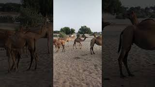 Popular camel in White Desert Pakistan #shorts  #short  #viralvideo #trending #camel #wildcamel