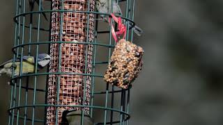 Birds enjoying a delicious feast at the feeder! 🐦🌳 #Birdwatching #PollokCountryPark #Wildlife