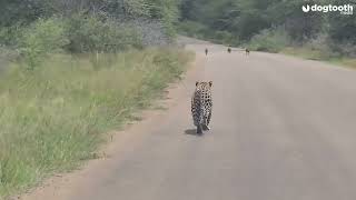 ‘Lazy’ Leopard Misses Out on Catching Warthog for Lunch - As It’s Too Slow || Dogtooth Media