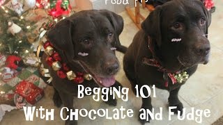 Begging 101 with Chocolate and Fudge