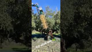 συγκομιδή κορωνέικη ελιάς με  crf olive one  στα Χανιά