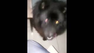 COMO EVITAR A MORTE COM ATAQUE DE CÃO!!!