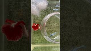 Betta fish breeding ♥️😍 cute moments #shorts #bettafish #breeding