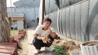 一种耐寒花，北方地栽冻不死，花色繁多开花美