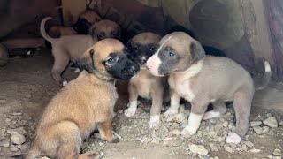 Yavru Köpekler Yoğurt Yemeye Çalışıyor