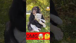 🙏Respect #animals #tiger #chimpanzee #short #animalslover #shortsfeed #viral