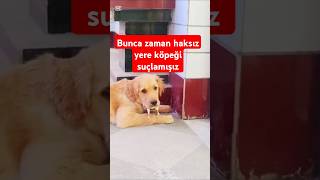 Herkes civcivi kapan köpeği suçluyordu bakın işin aslı neymiş