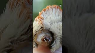 Quick Puss Moth Facts - One Touch is AGONY - Animal a Day #shorts #animals