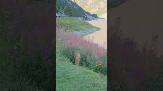 유럽 알프스산맥 자전거 횡단여행_이탈리아 리비뇨호수 마못 울음소리(Lago di Livigno Marmot Crying)