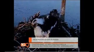 TV9 - Il falco pescatore alla Diaccia Botrona (GR)