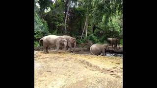 Gajah Di Bali Safari & Marine Park