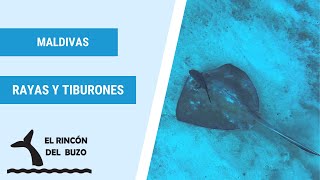 Buceo en Maldivas con Rayas y Tiburones en la inmersión de moda, el cementerio