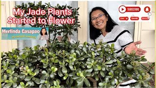 My jade plants started to flower #garden  #gardening  #plants  #viral  #jadeplants  #succulent