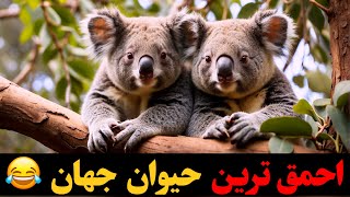 سفر به دنیای جذاب کوالاها : آیا کوالا ها احمق ترین حیوانات روی زمین هستند ؟!؟!