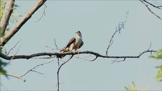 Merlin Pair, Mississauga 07/06/20