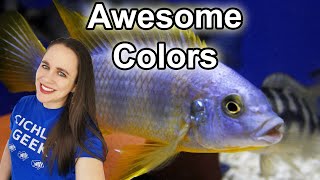 How to get African Cichlids to Color up - Enhance your cichlid's colors