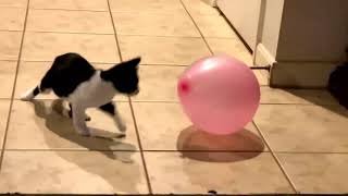 Cat V/S Balloon | Funny cat Playing Balloon |Funny Pet | Cat Reaction to playing Balloon| Lovely cat