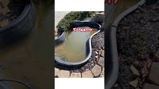 Koi Pond rebuild #shorts #koi