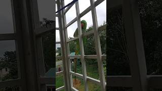 #parrot #bird #shortvideo #pigeon #talkingparrot #birdspecies #shorts #shortvideo #bangladesh