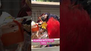 Eclectus Parrot Playing with Toys: Your New Obsession 😍  | #birdtoys #parrottoys  #eclectusparrot