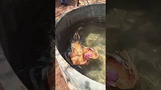 parrot beak aseel swimming| #swimming #birds #aseel #seval #tamil #pets #parrotbeak #longtail #chick