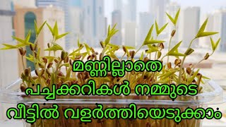 മണ്ണില്ലാതെ വീട്ടിൽ തന്നെ ഇല കറികൾക്കുള്ള ചെടികൾ വളർത്തിയെടുക്കാം  Microgreens at home no soil