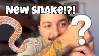 We got ANOTHER NEW SNAKE!!