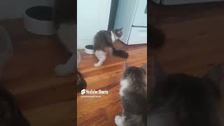 Twins #catdealers #cutecat #catvideos #catvlogger #catlover #catvideo #norwegianforestcat #catmom