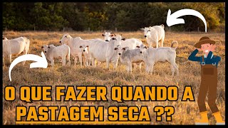 O QUE FAZER QUANDO A PASTAGEM SECA ??