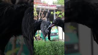 Ayam Cemani & Burung Gagak