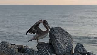 blessings for this poor pelican ☹️🙏🙏 called wildlife rescue 🙏🙏