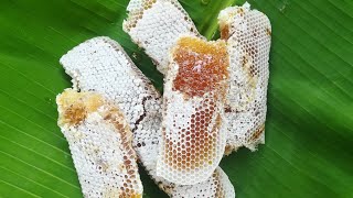 How to remove bee honey | Taste with Life